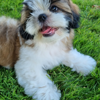 Cuccioli Shih Tzu con pedigree ENCI