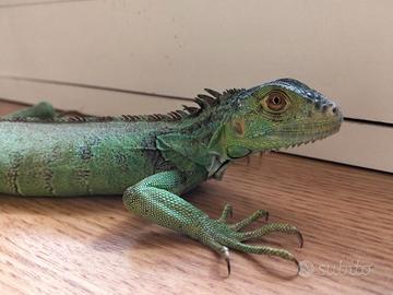 Iguana