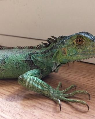 Iguana