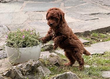 Cucciolo di barboncino