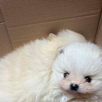 Spitz Miny pomeriana