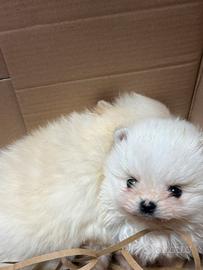 Spitz Miny pomeriana