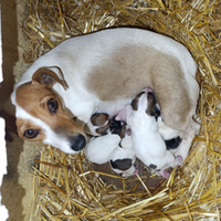 Jack Russel puri zampa corta