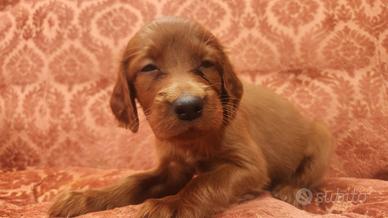 Cuccioli di setter Irlandese