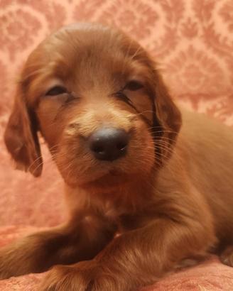 Cuccioli di setter Irlandese