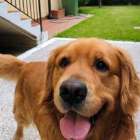 GOLDEN RETRIEVER per accoppiamento