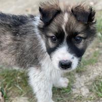 Border Collie Tricolor