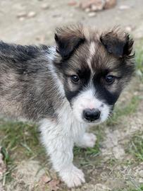 Border Collie Tricolor