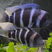 Splendidi Cyphotilapia frontosa