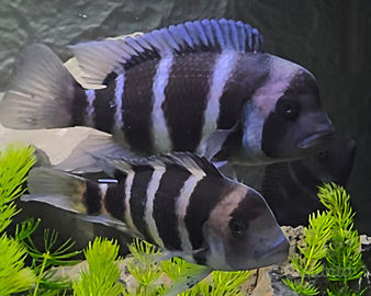 Splendidi Cyphotilapia frontosa