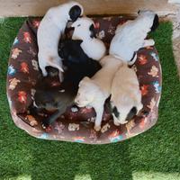 Cuccioli setter inglese senza pedigree