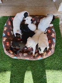 Cuccioli setter inglese senza pedigree