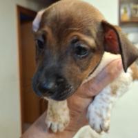Cuccioli di jack russel
