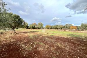 TER. AGRICOLO A CEGLIE MESSAPICA