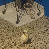 Cacatua allevato a mano