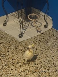 Cacatua allevato a mano