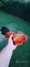 Gallo francesino età 1 anno