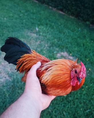 Gallo francesino età 1 anno