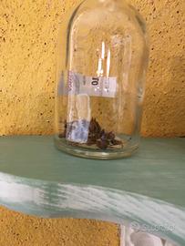 Semi anguria e melone mantovano