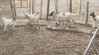 Capre tibetane