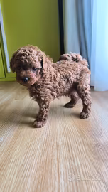 Cuccioli di barboncino