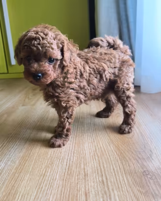 Cuccioli di barboncino