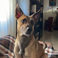 Malinois 4 anni