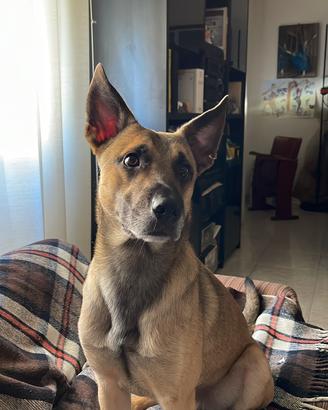 Malinois 4 anni
