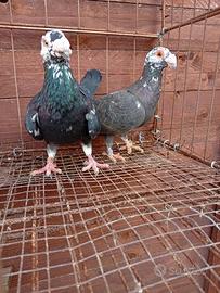 Colombe viaggiatori vecchio stile