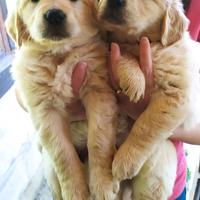 Cuccioli Golden retriever