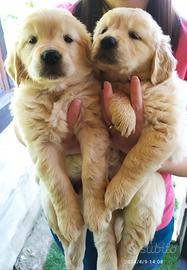 Cuccioli Golden retriever