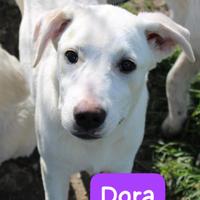 CUCCIOLI 5 MESI taglia media