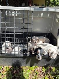 Cuccioli setter inglese