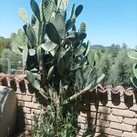 Piante di fichi d'india alte 3 metri