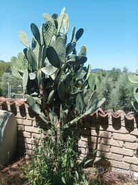 Piante di fichi d'india alte 3 metri