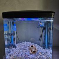 Piccolo acquario neofiti salvaspazio