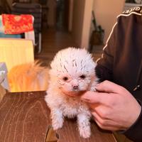 Cuccioli di spitz di pomerania