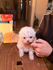Cuccioli di spitz di pomerania