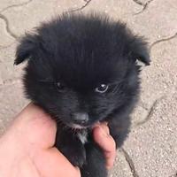 Spitz cucciolo con documenti - 2 mesi e mezzo