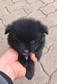 Spitz cucciolo con documenti - 2 mesi e mezzo