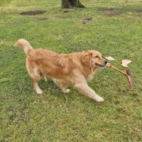 Accoppiamento Golden Retriever americano