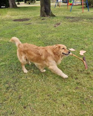 Accoppiamento Golden Retriever americano