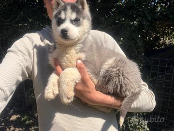 Siberian Husky con Pedigree Enci