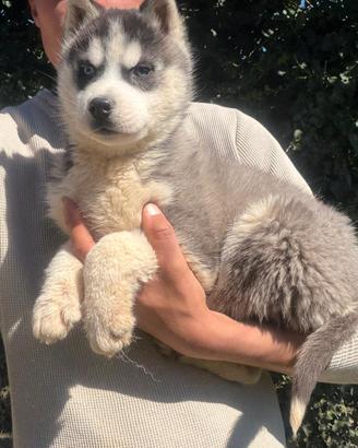 Siberian Husky con Pedigree Enci