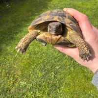 SOLO FEMMINUCCE ADULTE Tartarughe di terra HH HB