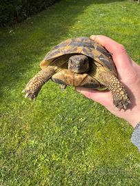 Tartarughe di terra Femmine adulte ceppo Sardegna