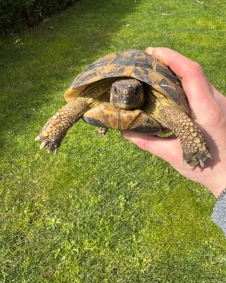 Tartarughe di terra Femmine adulte ceppo Sardegna