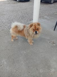 Chow chow maschio