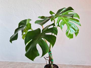 🌿 Pianta Monstera Deliciosa BELLìSSIMA 💚