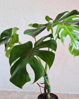 🌿 Pianta Monstera Deliciosa BELLìSSIMA 💚